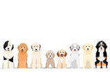 Fototapeta Koty - doodle dogs sitting in a row