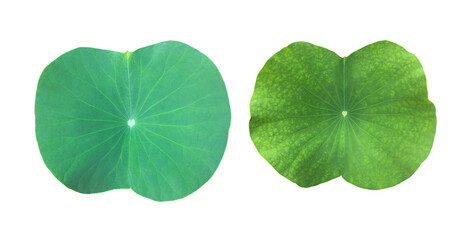 Wall Mural - isolated waterlilyor lotus plant in a mable pot with clipping paths.
