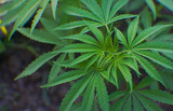 Fototapeta Natura - Cannabis plant buds