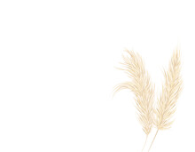 Pampas Grass On A White Background In A Hand Drawn Style . Cream Branch Of Dry Grass. Panicle Cortaderia Selloana . Template For A Wedding Card. Vector Background