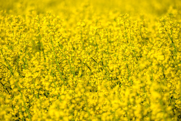 Sticker - Scenic landscape with yellow rapeseed field. Blooming canola flowers close-up. Yellow flowering rape wallpaper.