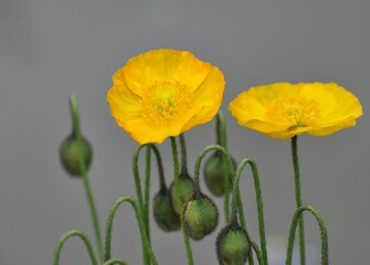 Wall Mural - Islandmohn