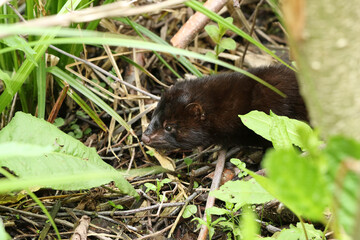 Wall Mural - A wild American Mink, Neovison vison, hunting along the bank of a lake in the UK.	