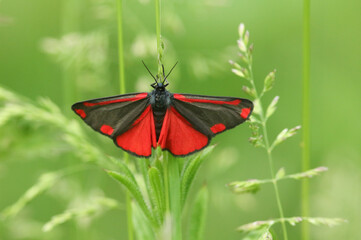 A Cinnabar Moth, Tyria jacobaeae, perching on a plant in a meadow in spring.