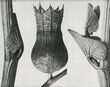 Ristolochia Clematitis (Birthwort) enlarged 8 times,.Hyoscyamus Niger (Henbane) enlarged 10 times,.and Aristolochia Clematitis (Birthwort) enlarged 8 times