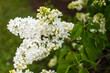 © Bargais - Blossoming white lilac branch, close-up with blur.