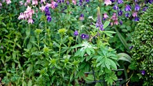 Various Blooming Lupine Plants Photographed In Summer