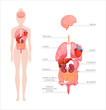© MaryDesy - Human body internal organs. Vector anatomy infographic of structure of human organs. Icon set of brain, heart, stomach, kidneys, liver, lungs, intestines, bladder. Educational banner of female body