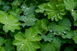ozdobne zielone liście z kroplami wody po deszczu 