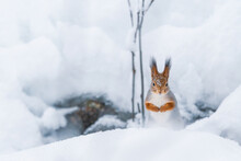 Squirrel In Snow