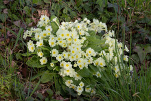Large Clump Of Spring Primrose (Primula Vulgaris) Flowers Growing On A Bank