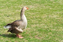 Greylag Goose (anser Anser) Animal Background. 
Large Bird (Anatidae Waterfowl) Alone In Nature Standing On Grass. Mottled Plumage With Barred Feathers.  Animal Theme, Ornithology, Birding Concept.