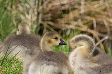 Three Goslings Canada Goose (Branta Canadensis) Resting In The Morning Sunshine With Grass And Straw In The Background