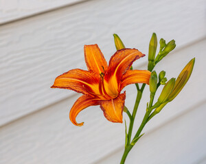 Wall Mural - front view of a orange daylily in the south garden