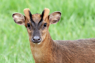 Muntjac deer head shot close up