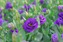 Purple Rosita Lisianthus(selective Focus :  Lisianthus, Tulip Gentian, Texas Blue Bell Native To North America.blooms From May To September And Is A Great Cut Flower, Drought Tolerant.soft Focus