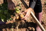 Fototapeta  - Hands Of Elderly Woman Picking Potatoes On Field In Summer Close Up.