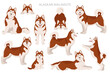 Alaskan malamute all colours clipart. Different coat colors and poses set