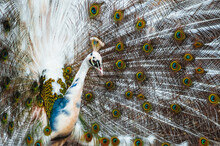 Close-up Of Indian Blue Pied Peacock