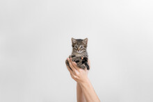 Beautiful Grey Tabby Kitten In Hands. Small Furry Cat On White Wall Background. Hand Holding Baby Pet. Veterinary Concept.