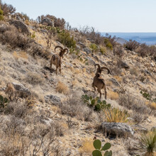 Two Male Barbary Sheep In Guadalupe Mountains