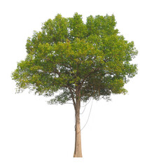 Poster - isolated tree on white background