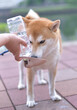ペットボトルの給水器から水を飲む柴犬