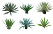 Set collection Agave plant isolated on white background.This has clipping path.