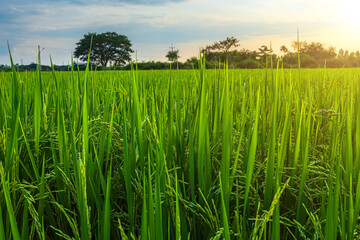 Wall Mural - Scenic view landscape of Rice field green grass with field cornfield or in Asia country agriculture harvest with fluffy clouds blue sky sunset evening background.