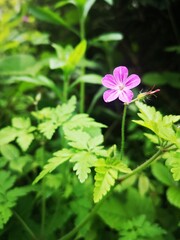 Wall Mural - Mountain geranium - Alpine flora; Pink alpine flowers in the Carpathian Mountains, Romania - Geranium robertianum L., Geraniaceae
Mountain geranium