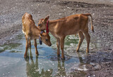 Fototapeta  - calf siblings in the water
