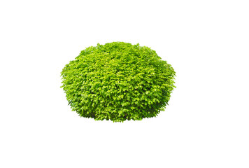 Bush isolated on white background,Objects with Clipping Paths