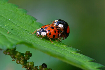 Sticker - Asiatischer Marienkäfer, Harlekin-Marienkäfer // Asian ladybeetle (Harmonia axyridis)