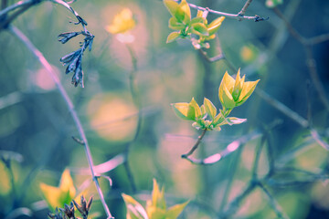 Wall Mural - Young leaves of Syringa. Purple lilac bush (Syringa) in the garden. Spring floral background