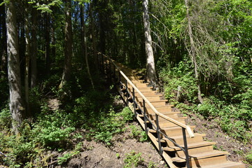 wooden bridge in the forest