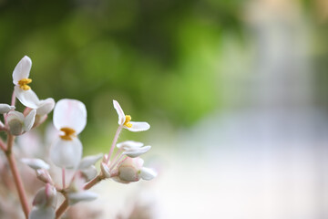 Sticker - Delicate White Begonia flower growing