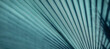 © kucherav - Creative summer tropical background, colorful blue palm leaves close up