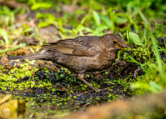 Wall Mural - The blackbird gathers material for the nest.