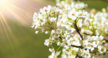 White Blooming Callery Pear Tree Branch