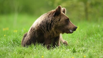 Wall Mural - wild brown bear ( ursus arctos )