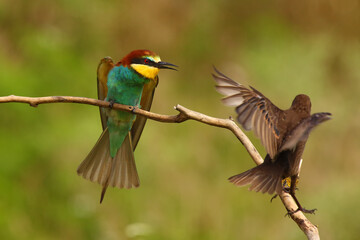 Poster - The European bee-eater (Merops apiaster) sitting on a branch and aggressively turns to the thrush.