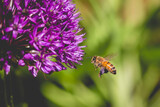 Fototapeta Lawenda - Bee with full pollen sacs in flight and allium flower