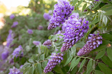 Wall Mural - Wisteria in full bloom purple flowers