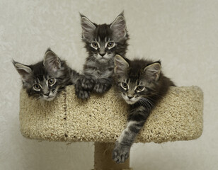 Canvas Print - three kittens are sitting in a play cat complex