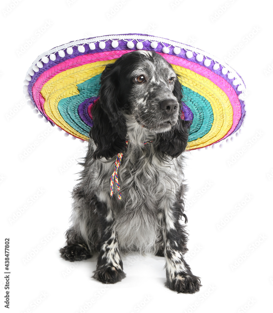 Cute dog in sombrero hat on white background