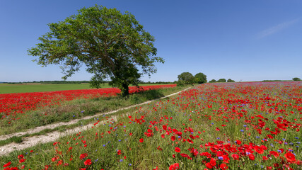 Country path in the French Vexin regional nature park