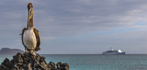 Wall Mural - Galapagos pelican