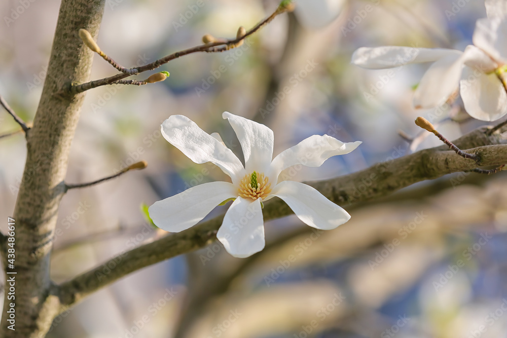 Blooming magnolia tree on spring day, closeup