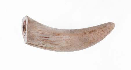 tiger tooth,fang of the beast isolated on white background