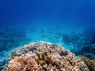 Wall Mural - colorful corals and exotic fishes at the bottom of the red sea. beautiful natural summer background